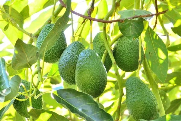 Avokado yetiştirmek İçin gerekli malzemeler