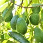 Avokado yetiştirmek İçin gerekli malzemeler